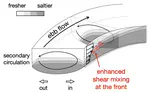 Frontogenesis, mixing, and stratification in estuarine channels with curvature